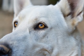 Closeup Photography of Adult White German Shepherd