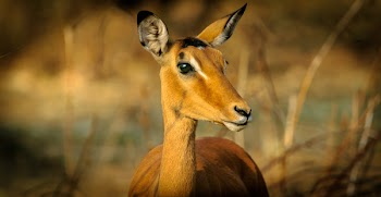 Closeup Photography Of Animal At Daytime