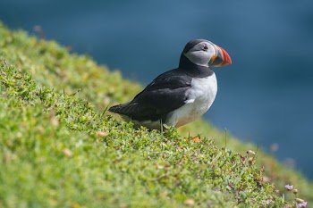 closeup photography of Atlantic puffin sitting on green grass