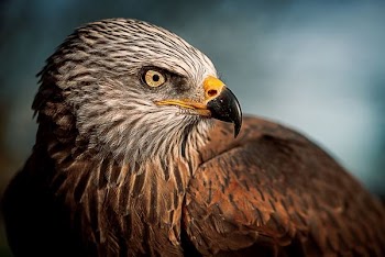 closeup photography of bald eagle