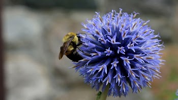 Closeup Photography of Bee on Blue Petaled Flower
