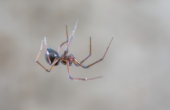 Closeup Photography of Black and Brown Spider