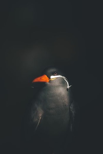 closeup photography of black and red beak bird