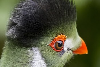 Closeup Photography of Black Green and White Parrot