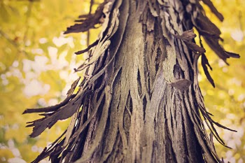 Closeup Photography of Black Tree