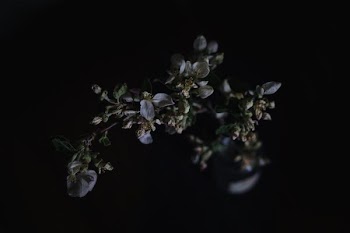 closeup photography of bloomed flowers