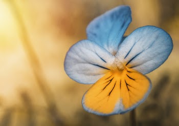 Closeup Photography of Blue and Yellow Pansy Flower