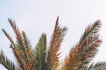 closeup photography of brown and green coconut palm