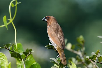 Closeup Photography of Brown and Grey Bird Perched on Leaf Plant
