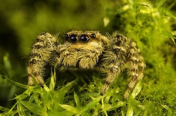 Closeup Photography of Brown and Grey Spider