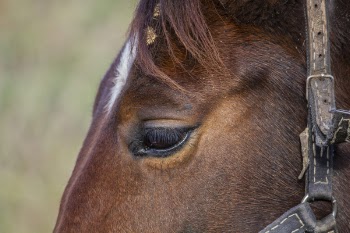Closeup Photography of Brown Horse