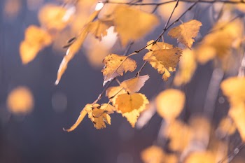 Closeup Photography of Brown Leaf