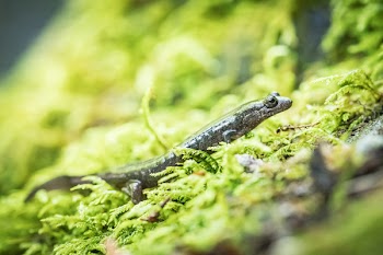 Closeup Photography of Brown Lizard on Green Grass