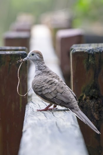 Closeup Photography Of Brown Pigeon