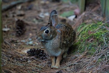 closeup photography of brown rabbit on ground