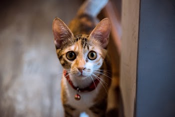 Closeup Photography of Brown Tabby Cat With Bell on Neck