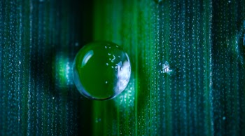 Closeup Photography of Dew