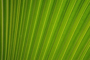 closeup photography of fan palm leaf