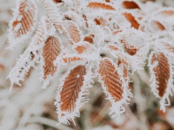 closeup photography of frozen brown leaves
