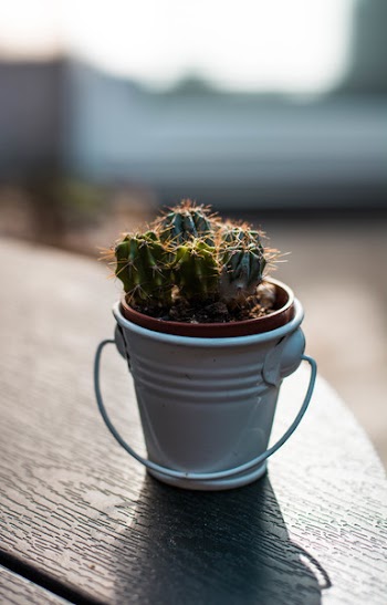 Closeup Photography of Green Cactus Plant on Pail