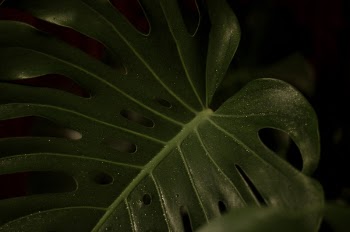 Closeup Photography of Green Heart Cut Leaf
