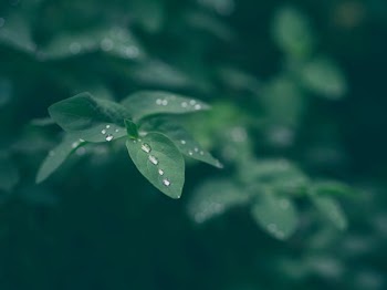 closeup photography of green leaf plant