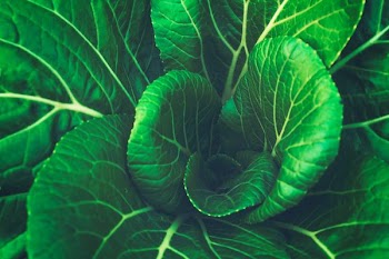closeup photography of green leaf plant
