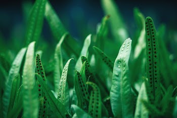 Closeup Photography Of Green Leaf Plant
