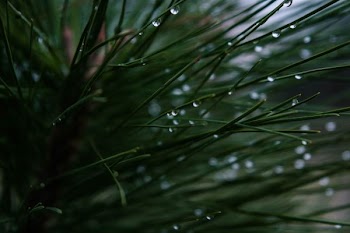 closeup photography of green leaf plant with dew drop