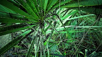 Closeup Photography of Green Leafed Plant