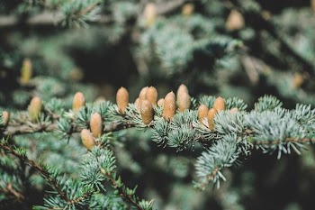 closeup photography of green pine tree