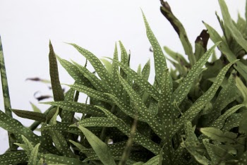Closeup Photography of Green Plant