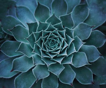 closeup photography of green succulent plant