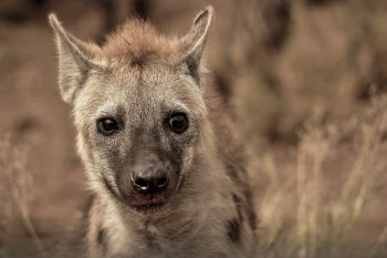 Closeup Photography of Grey and Tan Animal