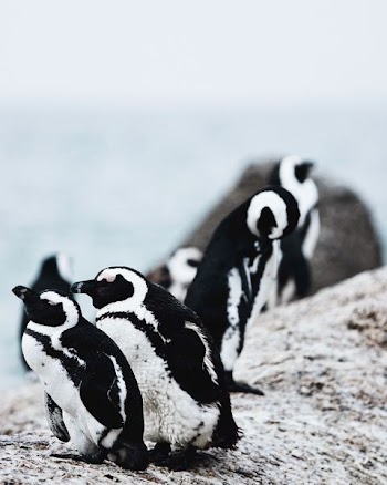 closeup photography of group of penguins