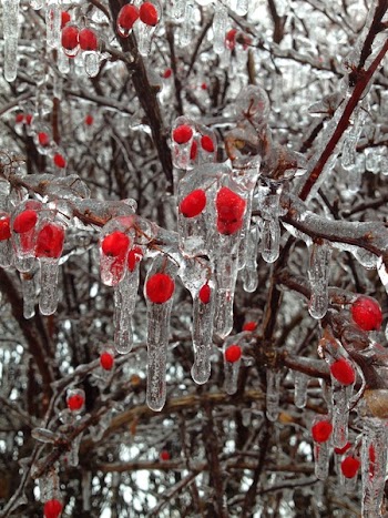 Closeup Photography of Ice on Tree