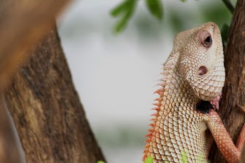Closeup Photography of Iguana Iguana Iguana