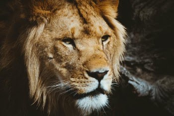 closeup photography of lion