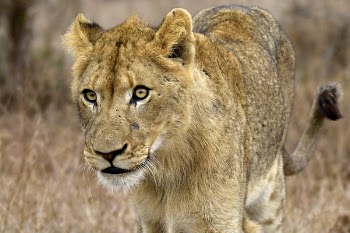 Closeup Photography of Lioness