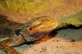 closeup photography of lizard