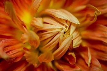 closeup photography of orange petaled flower
