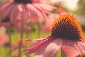 Closeup Photography of Pink Coneflower
