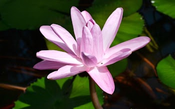 Closeup Photography of Pink Lotus Flower