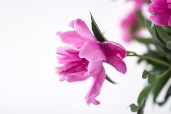 closeup photography of pink petaled flower