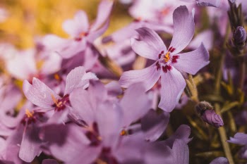 Closeup Photography of Pink Phlox Flowers