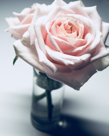 Closeup Photography of Pink Rose Flower in Clear Glass Vase
