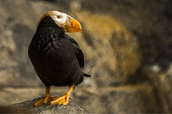 Closeup Photography of Puffin Perching on Rock