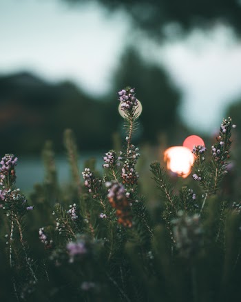 Closeup Photography of Purple Clustered Petaled Flowers