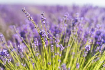 Closeup Photography of Purple Petaled Flower Field