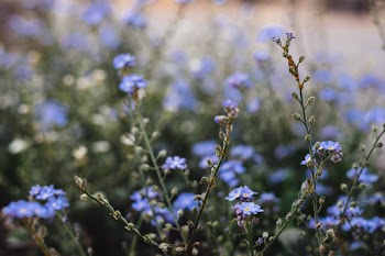 Closeup Photography of Purple Petaled Flowers